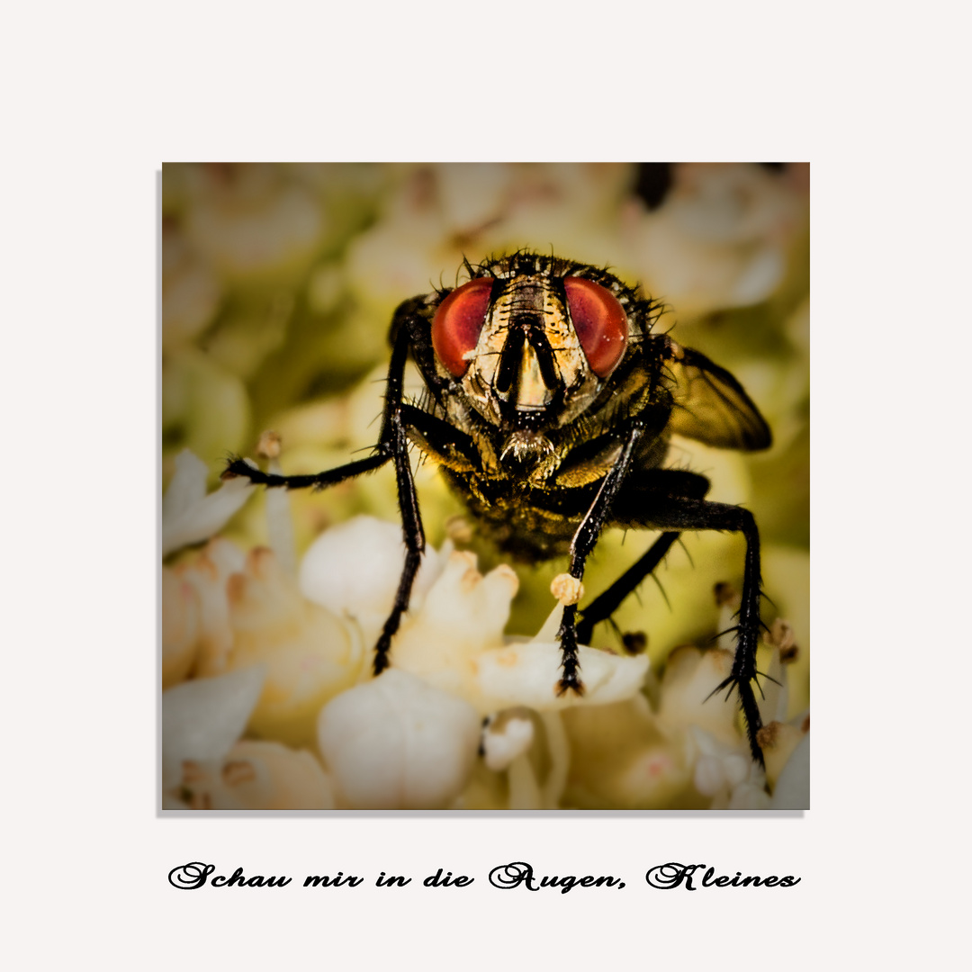 Schau mir in die Augen, Kleines Foto & Bild spezial, makro, fliegen