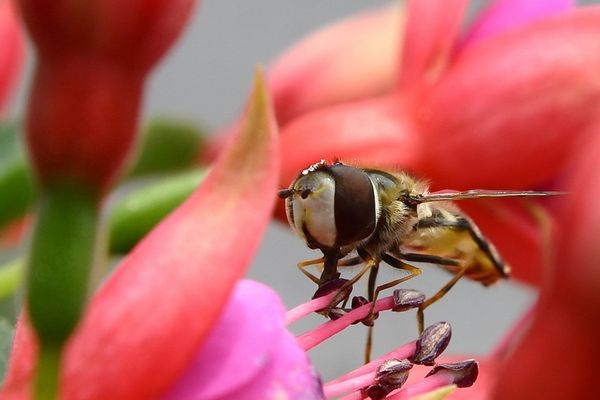 Schau mir in die Augen Kleines ...