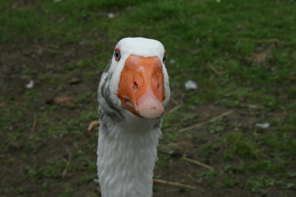 Schau mir in die augen kleines