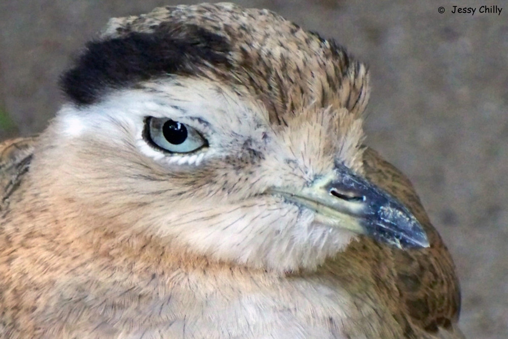 schau mir in die augen kleines