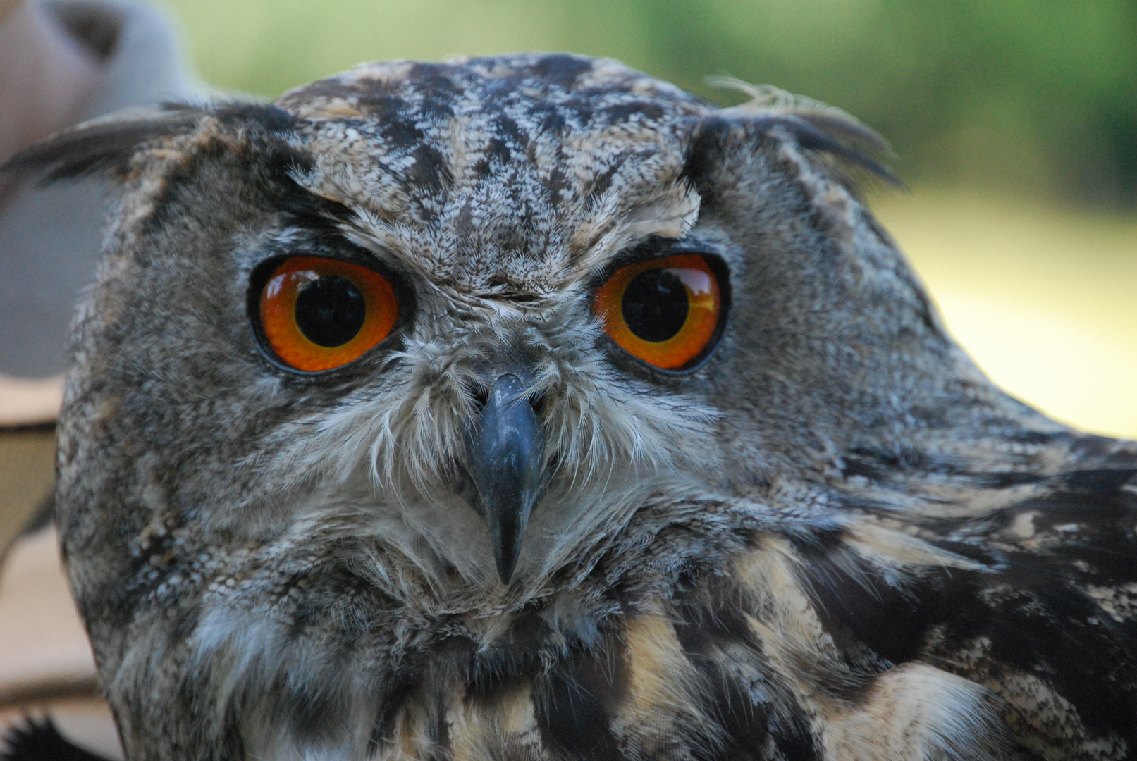 schau mir in die Augen... Kleines... :-)