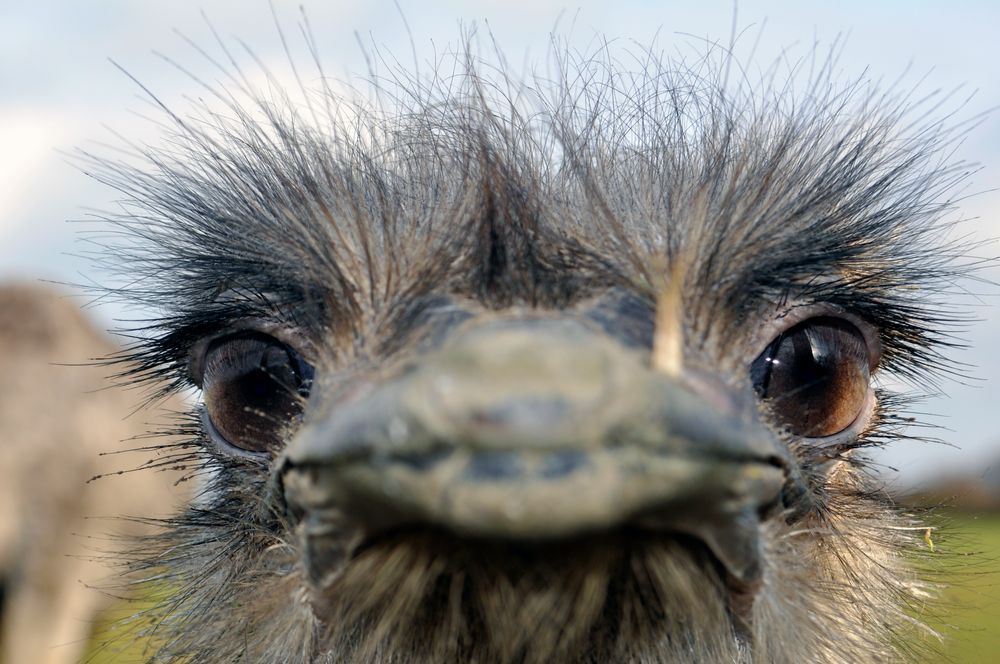 Schau mir in die Augen Kleines....