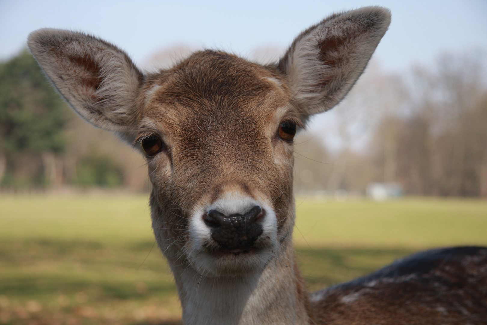 Schau mir in die Augen, Kleines...