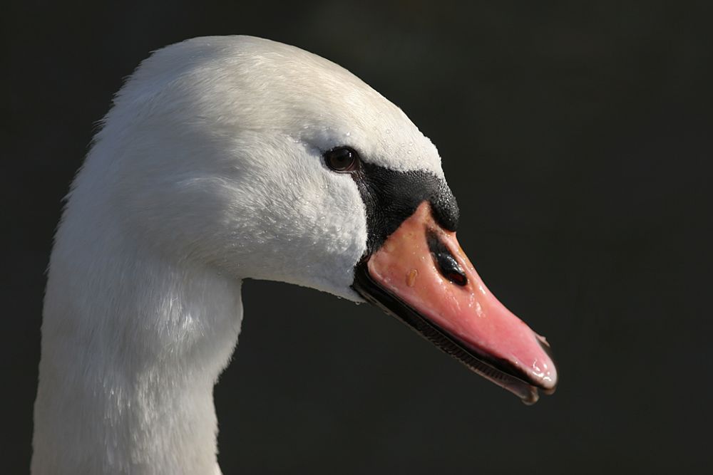 Schau mir in die Augen, Kleines