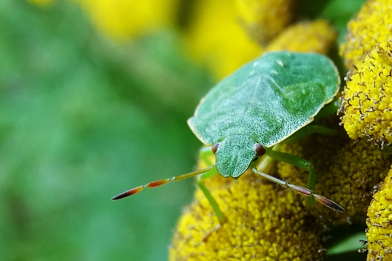 Schau mir in die Augen, Kleines