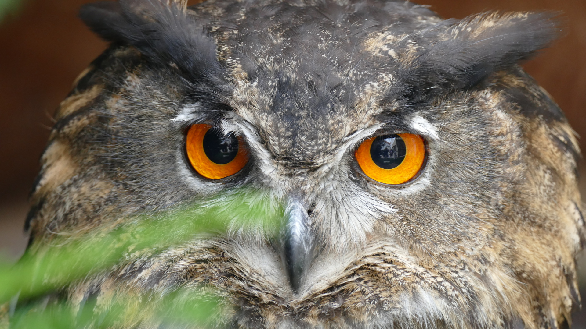 Schau mir in die Augen Kleines....