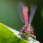 Schau mir in die Augen, Kleines! ("Frühe Adonislibelle")