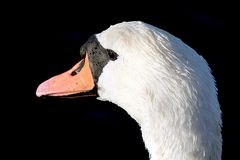 schau mir in die augen kleines - ich bin der coolste und schöneste schwan auf der ganzen welt