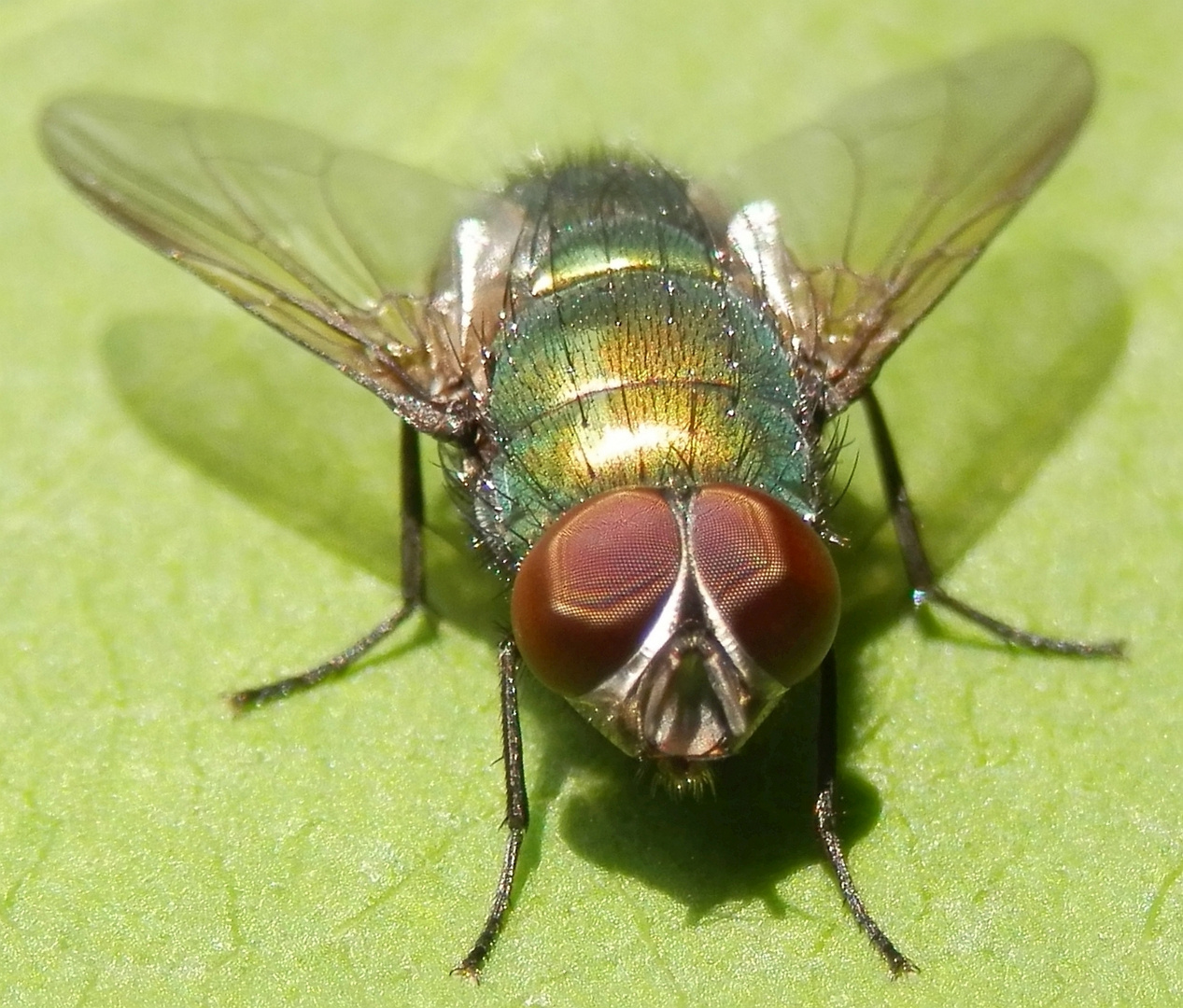 Schau mir in die Augen Kleines - Makro einer Goldfliege