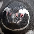 Schau' mir in die Augen Kleines... (Punta Tomba, Argentinien)