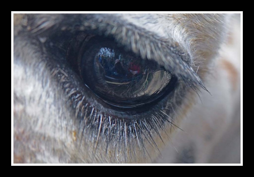 Schau mir in die Augen, Knipser