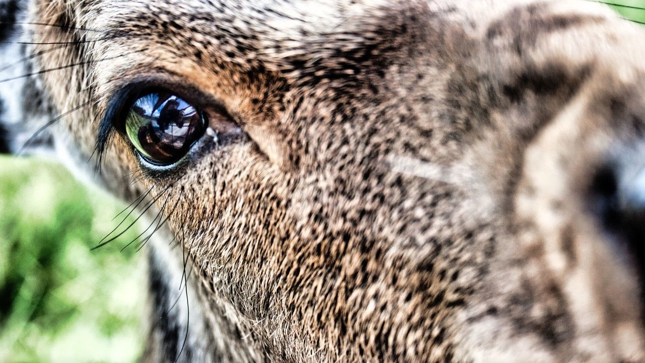 Schau mir in die Augen Knisper