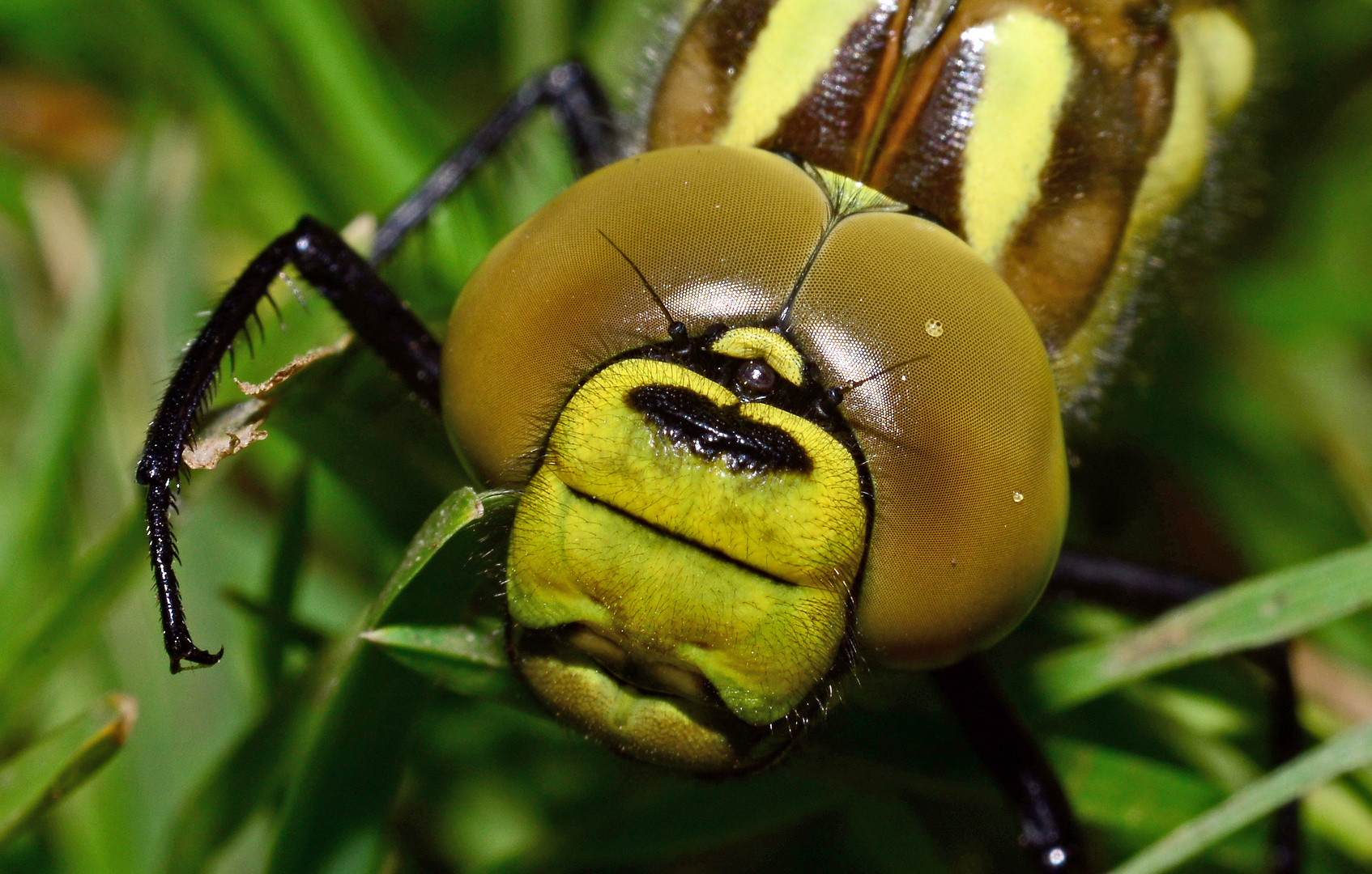 Schau mir in die Augen Libelle