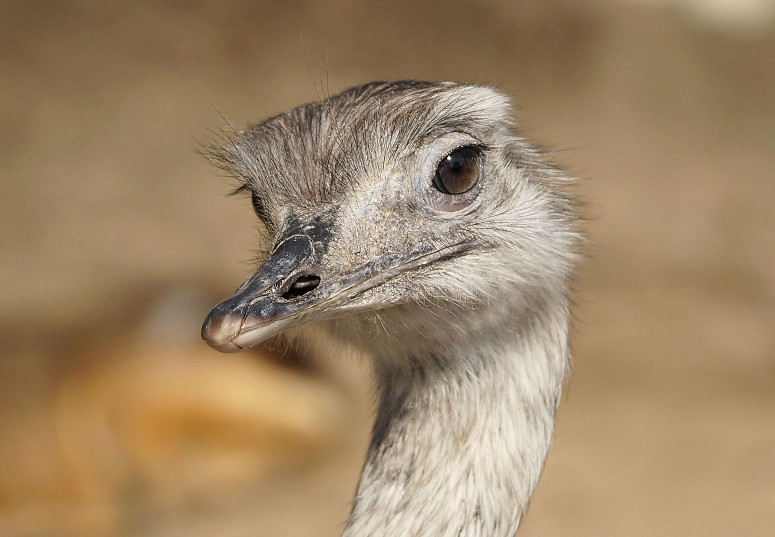 Schau mir in die Augen... Nandu-Porträt