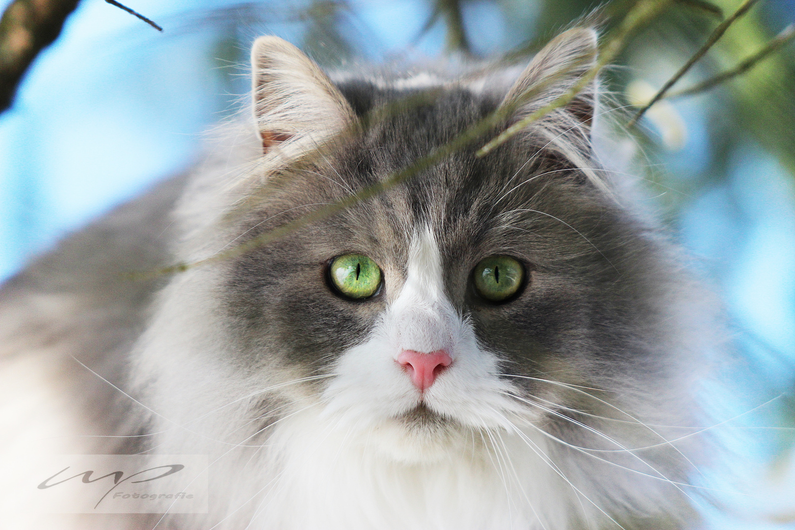 schau mir in die Augen - Norwegische Waldkatze