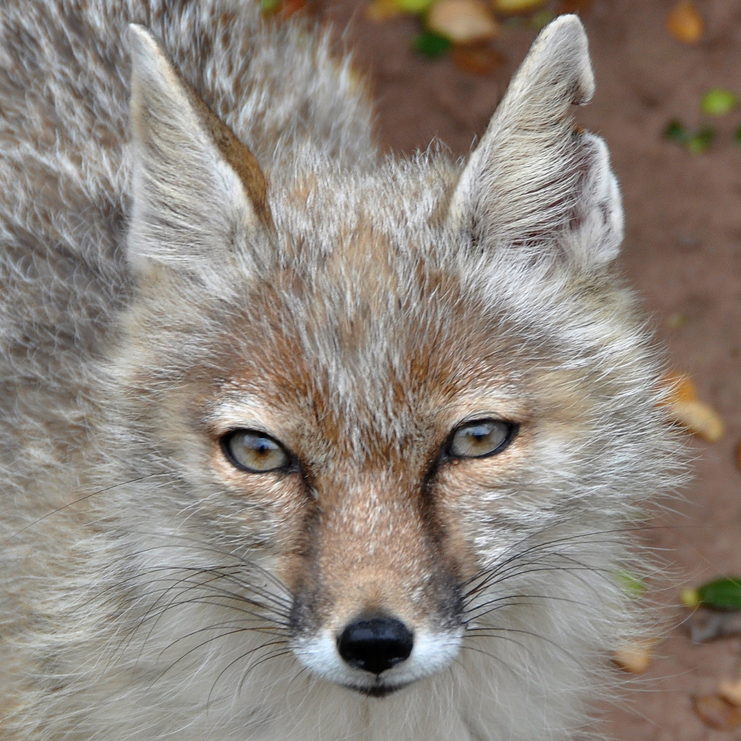 Schau mir in die Augen ;O) !!