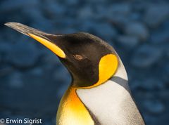 Schau mir in die Augen Pinguin