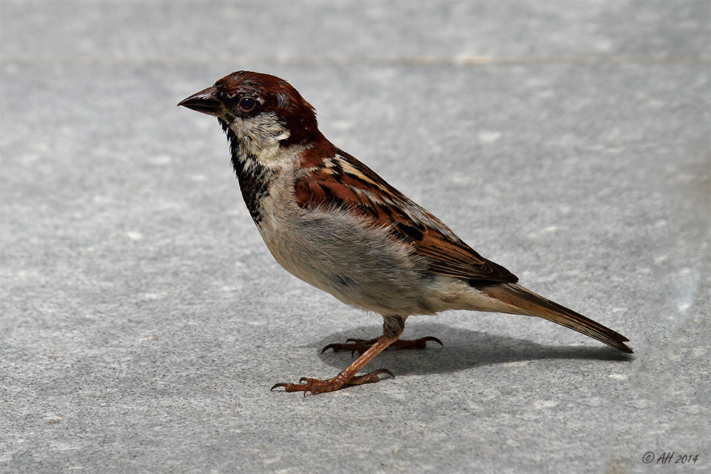 Schau mir in die Augen, Spatz'l