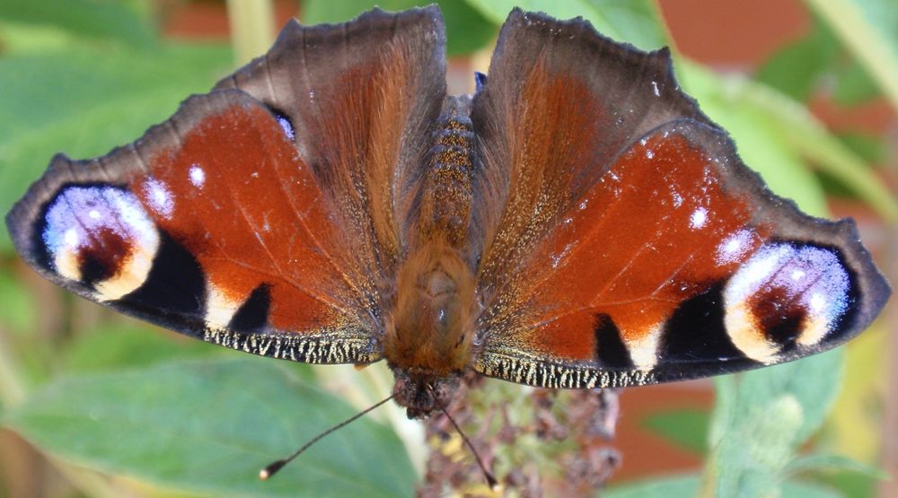 Schau mir in die Augen - Tagpfauenauge (Inachis io) im Juli