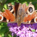 Schau mir in die Augen - Tagpfauenauge (Inachis io) im September