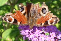 Schau mir in die Augen - Tagpfauenauge (Inachis io) im September