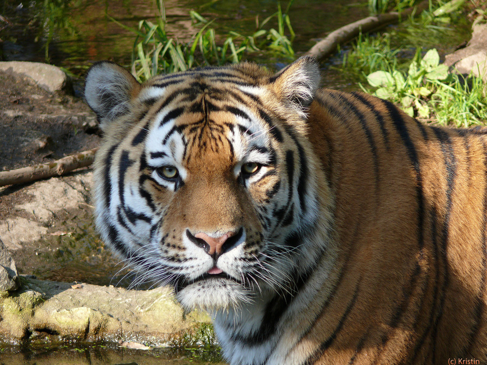 Schau mir in die Augen Tiger