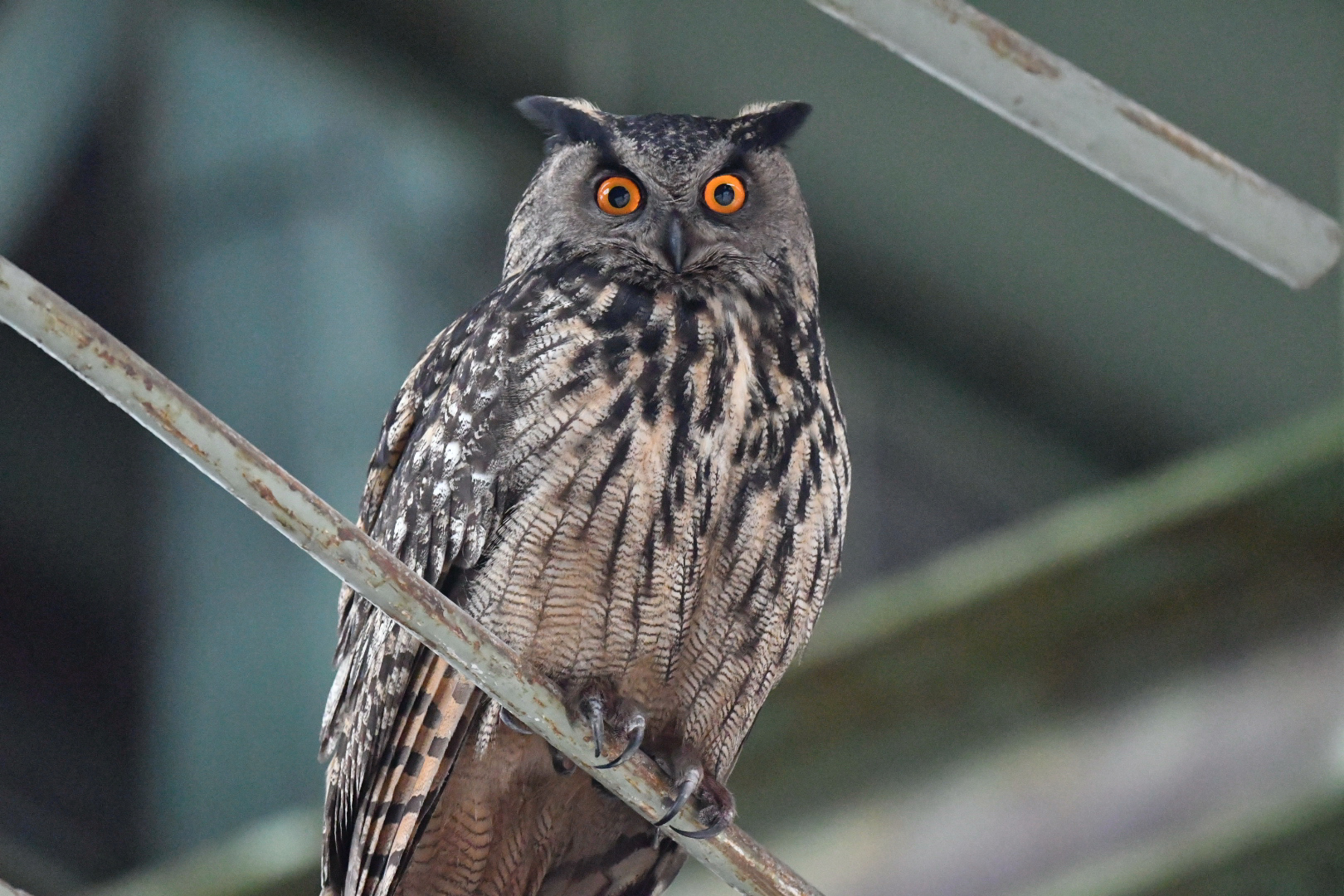 Schau mir in die Augen Uhumännchen