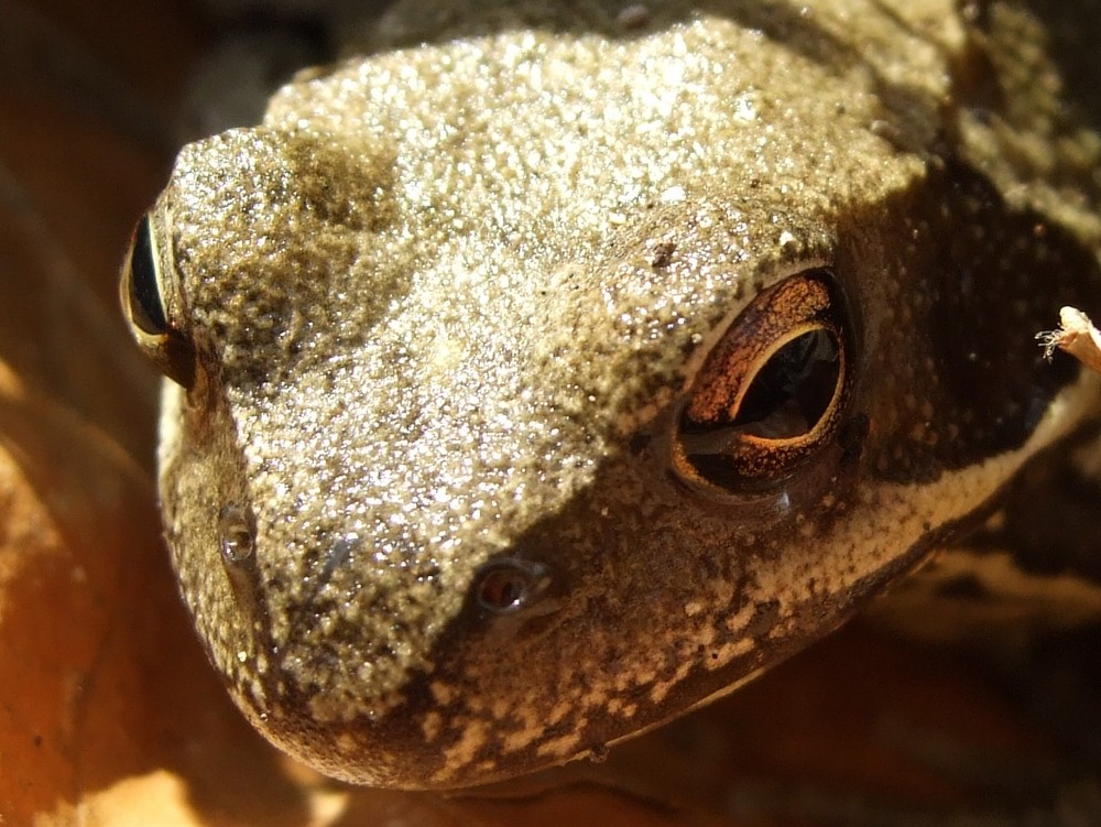 schau mir in die Augen ............und küss mich......... ich bin ein P r i n z