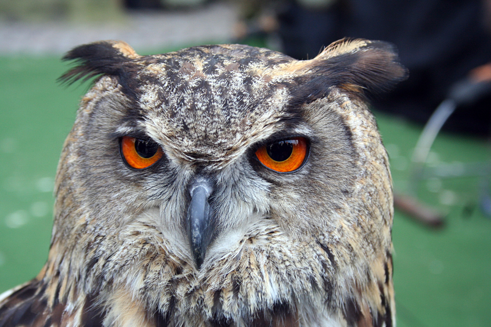 Schau mir in die Augen, was guckst Du!