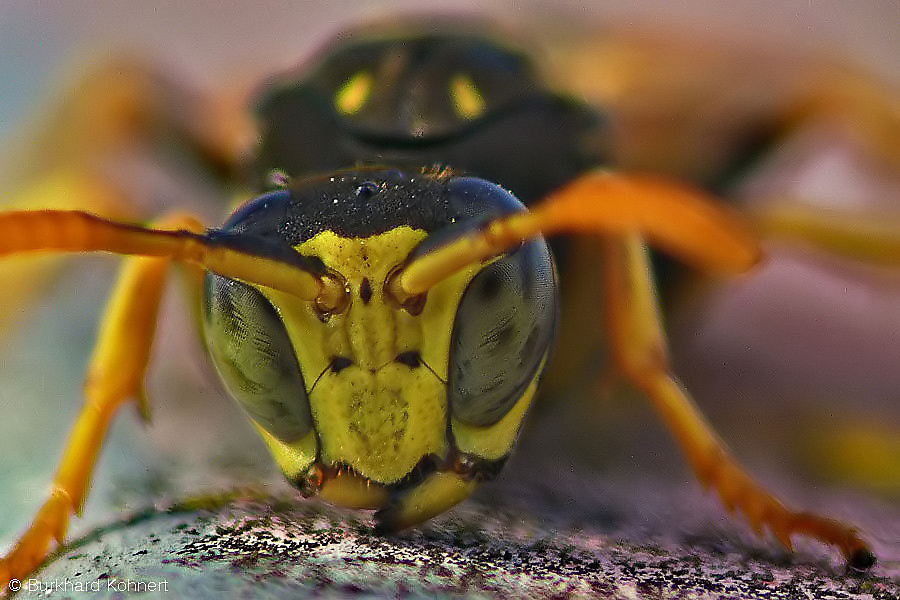 Schau mir in die Augen - Wespe!