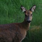 Schau mir in die Augen.....fast zu nah für´s 300er