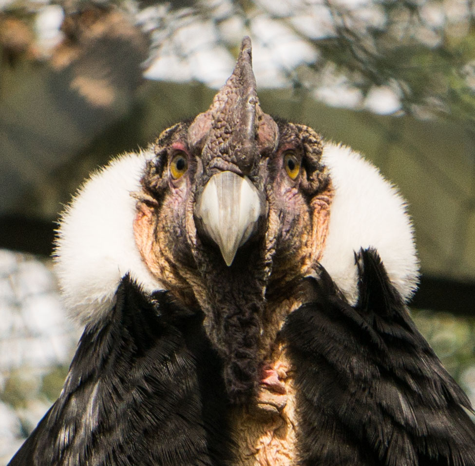 schau mir in die augen...kleines