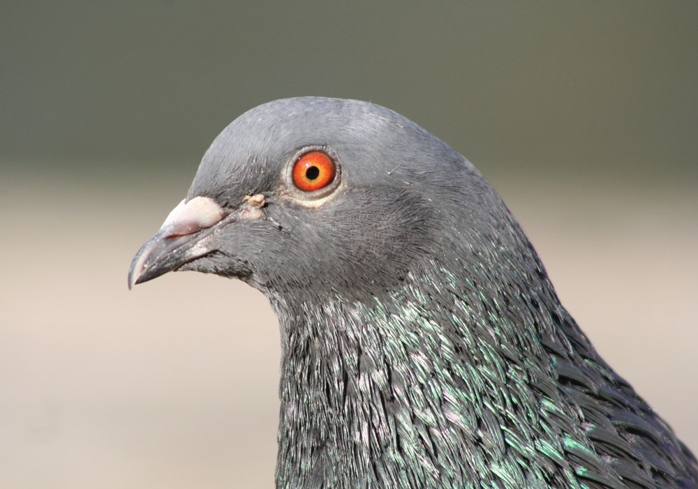 Schau mir in die Augen...kleines..