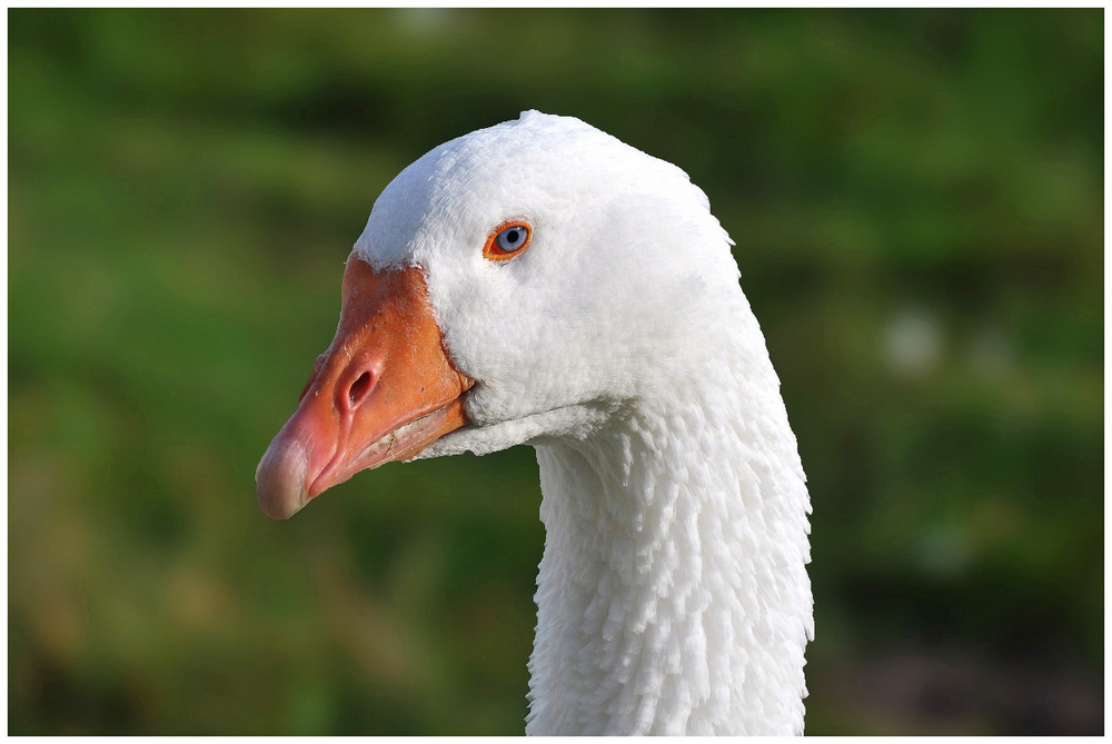 schau mir in die (blauen) Augen kleines :-)