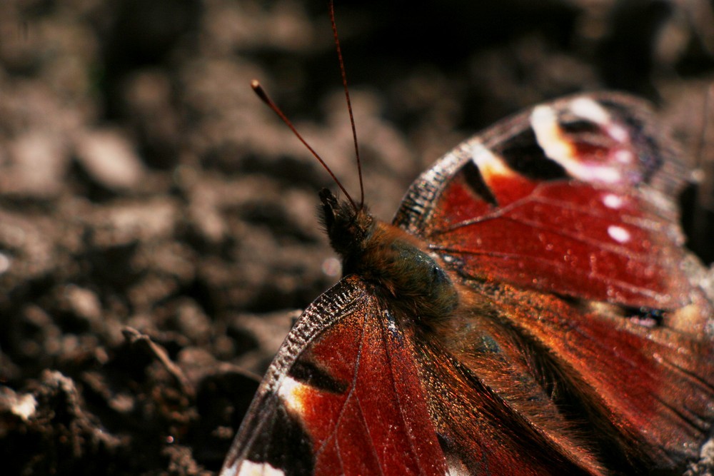 Schau mir in die (Pfauen-) Augen