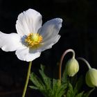 Schau mir in die Pollen!