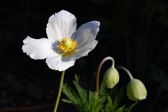 Schau mir in die Pollen!