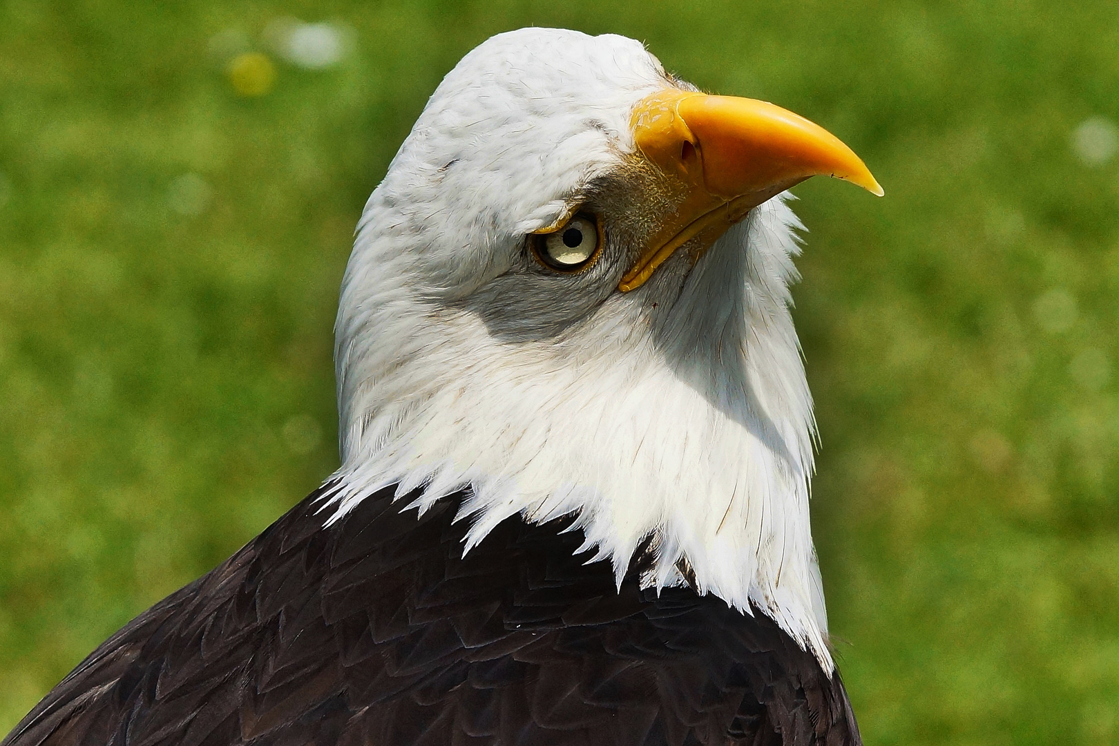 ... schau mir in's Auge - Kleiner