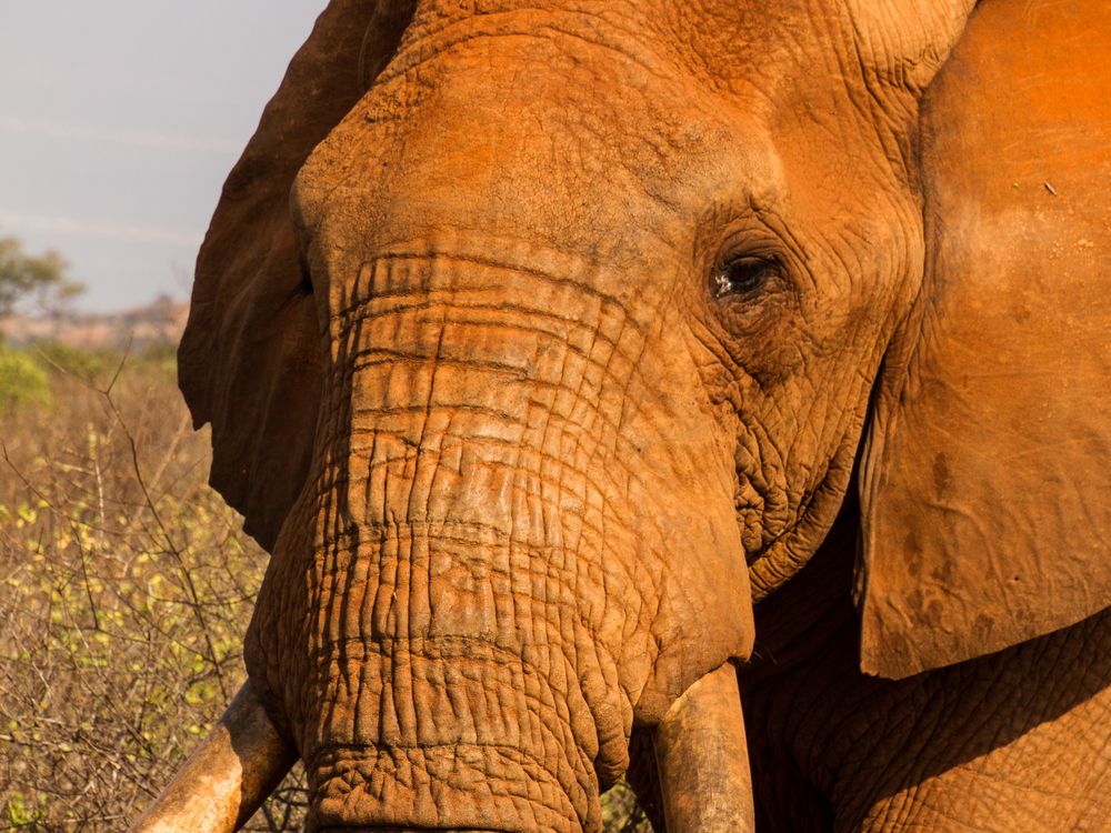 schau mir ins Auge kleiner... ( afrikanischer Elefant )