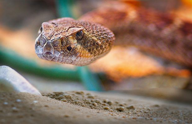 Schau mir ins Gesicht