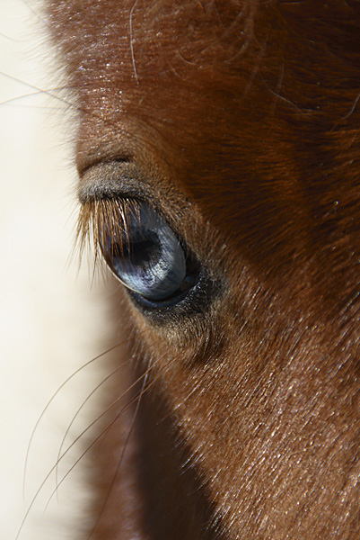 schau mir tieeef in mein blaues Auge