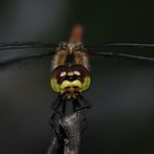 schau mir tief in die augen! du wirst müde, sooo müde... und schläfst ein