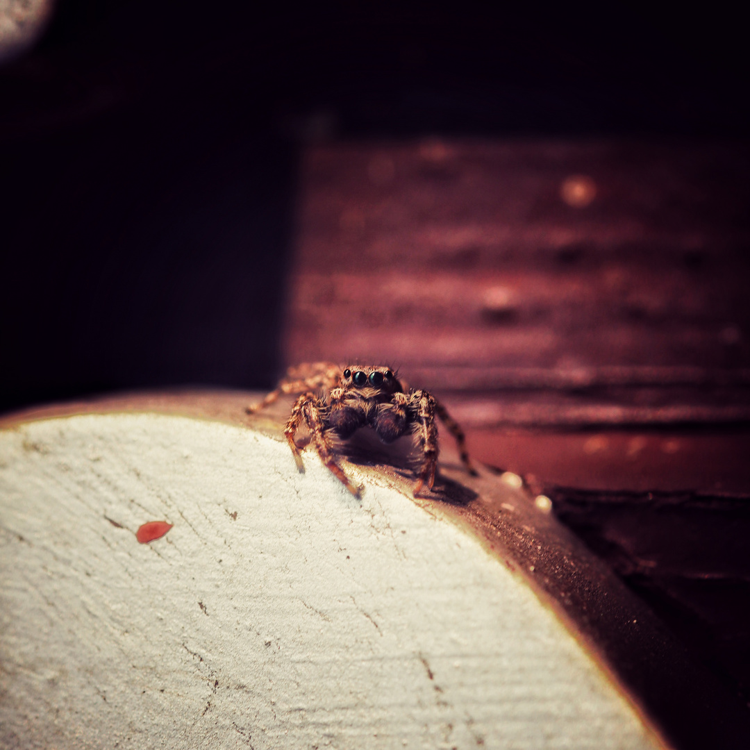 Schau mir tief in die Augen kleine Springspinne 