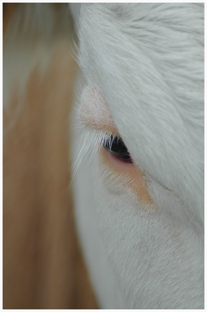 Schau mit in die Augen.........