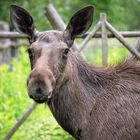 Schau nicht so blöd - schau wie ich!