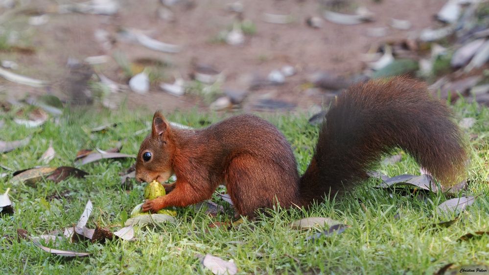 Schau nicht zu ich verstecke meine Nuss