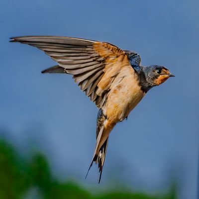 Schau, Rauchschwalbe