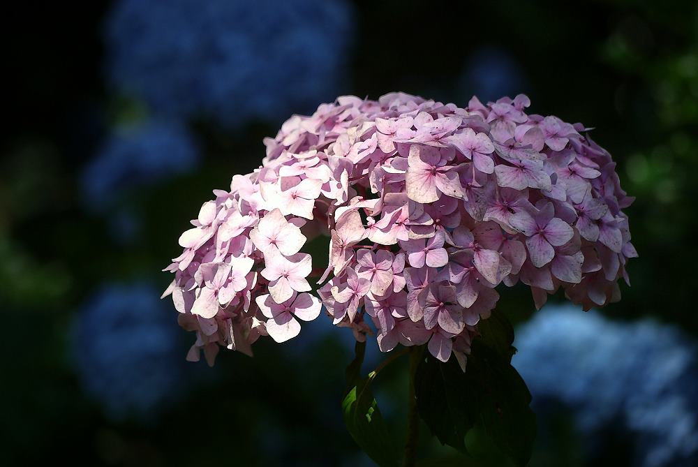 Schaublüten