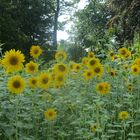 Schaue immer in Richtung der Sonne - und alle Schatten werden hinter dich fallen.