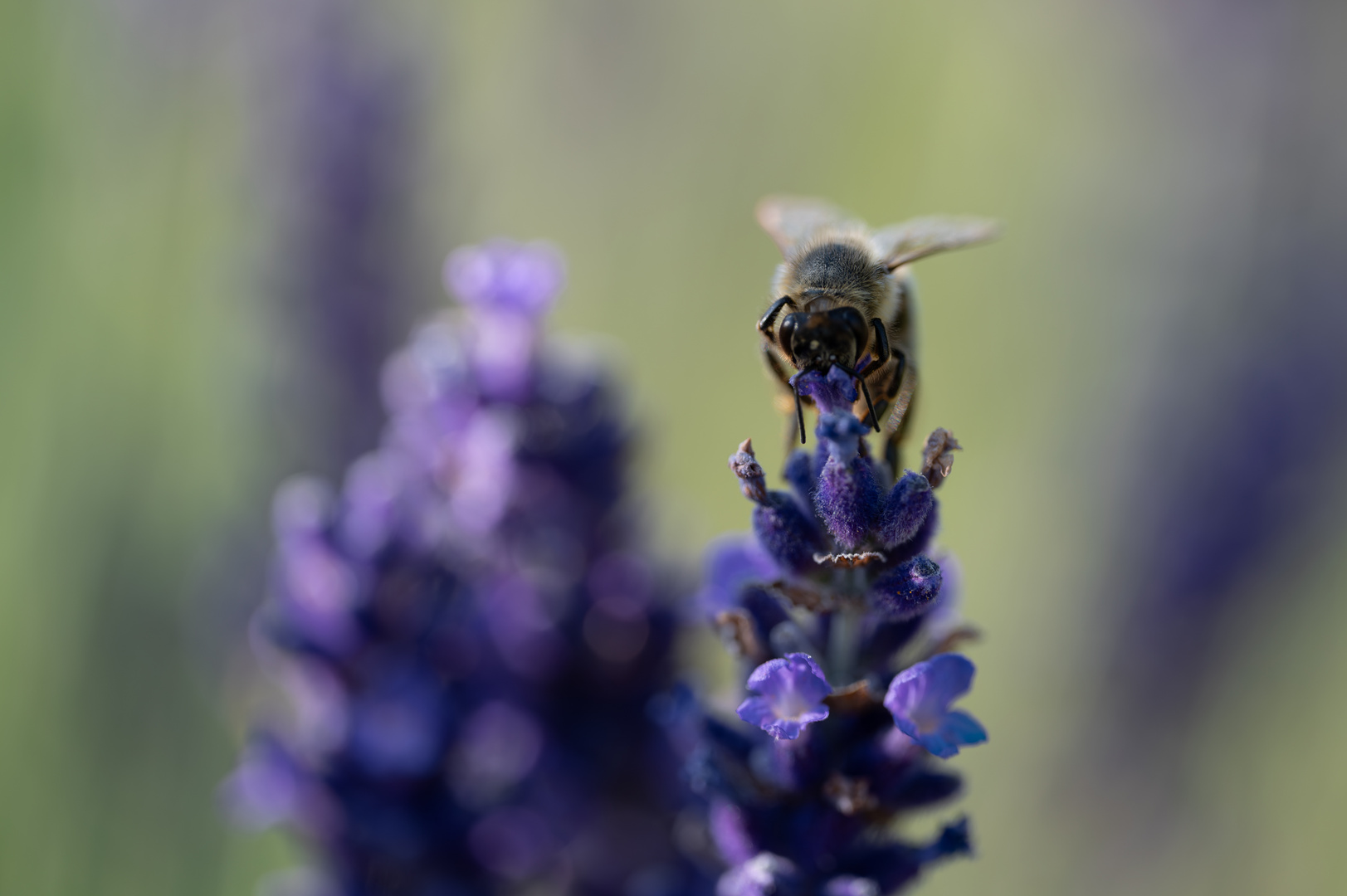 Schaue mir in die Augen Bienchen